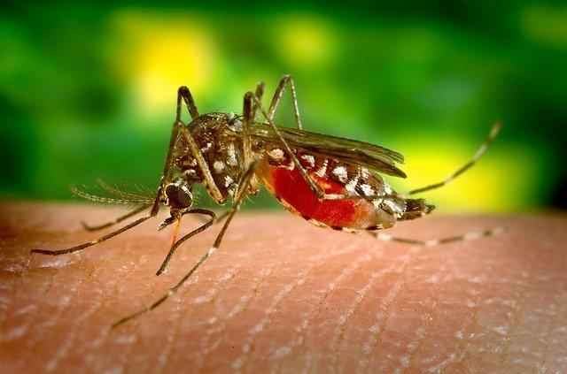 Μόνο τα θηλυκά κουνούπια τσιμπούν.