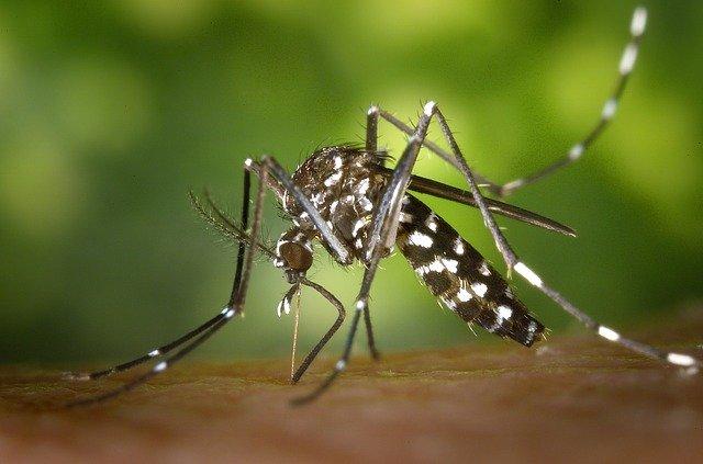 Κάποια κουνούπια μπορεί να φέρουν κάποια μολυσματική ασθένεια.