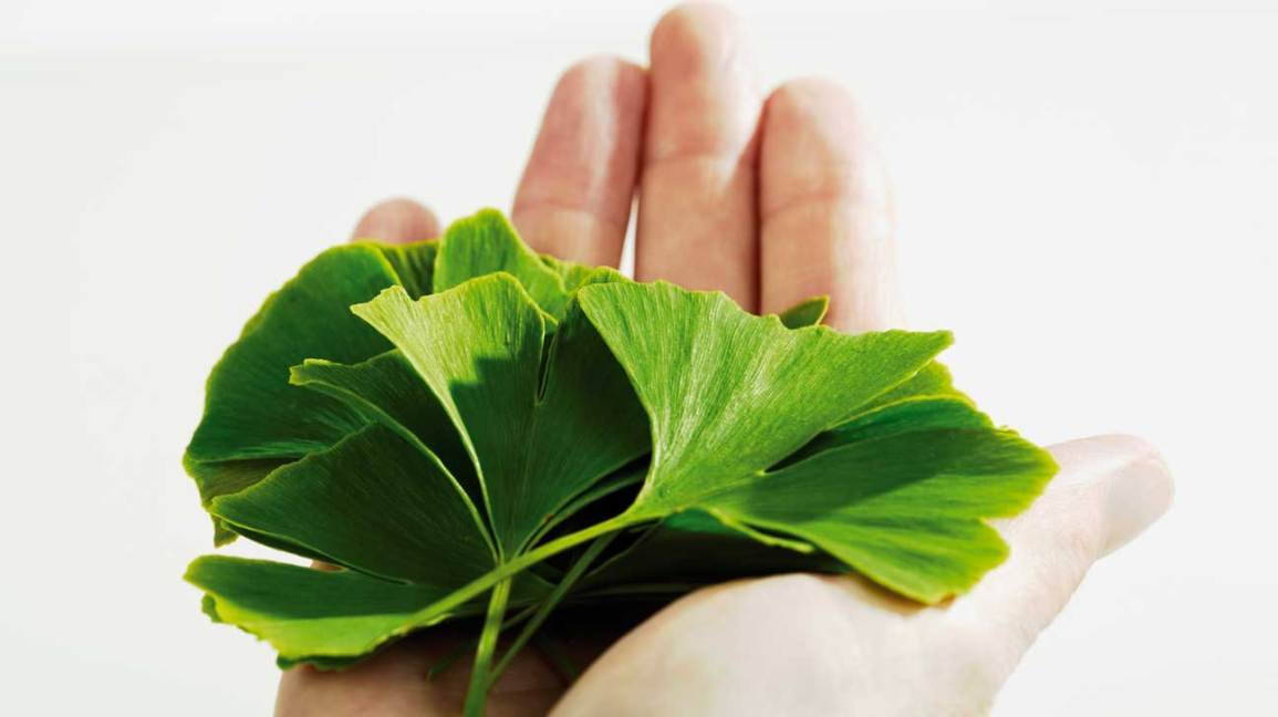 Το Ginkgo Biloba είναι ένα βότανο που, σύμφωνα με μελέτες, προάγει την καλή κυκλοφορία του αίματος σε όλα τα μέρη του σώματος, συμπεριλαμβανομένων του εγκεφάλου και των άνω και κάτω άκρων.