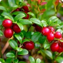 Το Cranberry (κράνμπερι, Vaccinium macrocarpon) είναι ένα φυτό που έχει συνδεθεί με την υγεία του ουροποιητικού συστήματος και την προστασία από ουρολοιμώξεις.
