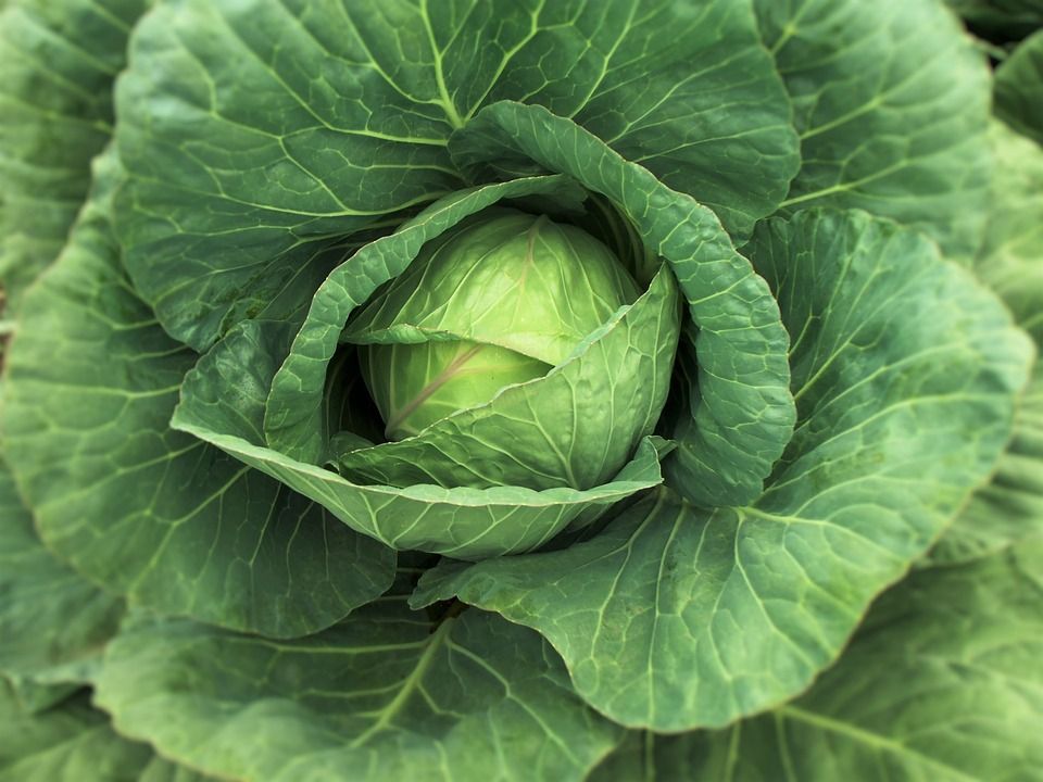 Το λάχανο, είναι από μόνο του ένα φυσικό προβιοτικό, πλούσιο σε βιταμίνη C.