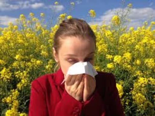 Περίπου τα τρία τέταρτα των ανθρώπων που είναι αλλεργικοί στην γύρη των ανοιξιάτικων φυτών είναι επίσης αλλεργικοί και στο αγριόχορτο.