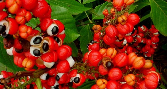 To guarana αυξάνει την οξείδωση του λίπους και περιέχει 3,5% καφεΐνη και 9,5-16% τανίνες.