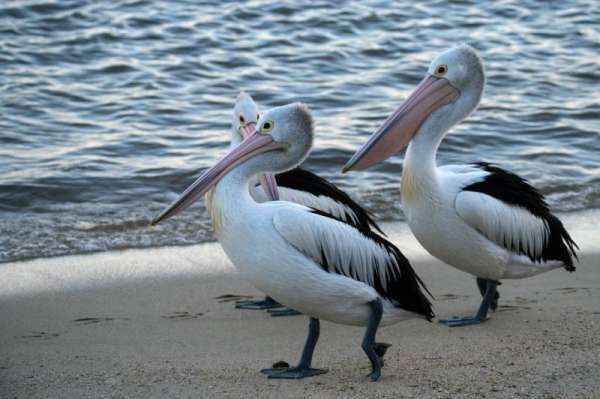 pelican лотерея